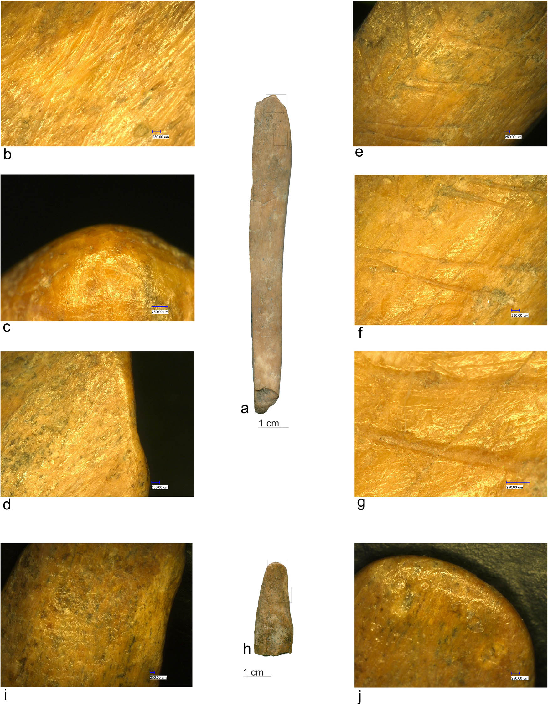 Figure 11
(a and h) Bone spatulas (Icoana); (b) scraping marks; (c, d, and j) distal end details; (e–g) incision details; and (i) abrasion marks.