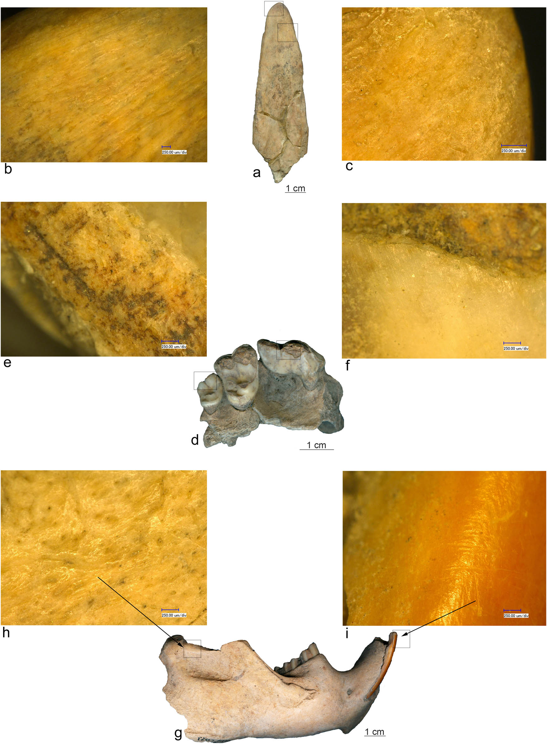 Figure 12
(a) Bone spatula (Ostrovul Banului); (b) scraping marks; (c) active end detail; (d) Canis sp. mandible (Ostrovul Banului); (e) abrasion marks; (f, h, and i) use-wear area; and (g) beaver jaw (Ostrovul Banului).