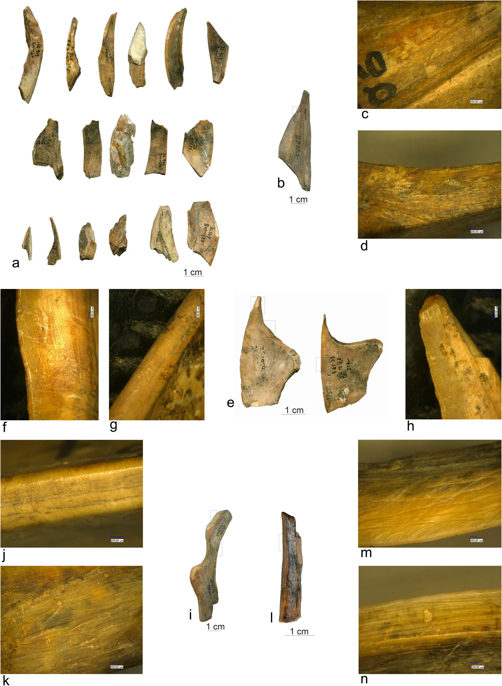 Figure 13
(a) Tooth debitage waste (Icoana); (b, e, and i) boar tooth scrapers (b and i – Ostrovul Banului and e – Icoana); (c) grooving marks; (d, f, k, m, and n) scraping marks; (g) and (j) abrasion marks; (h) pointed end; (l) beaver tooth scraper (Ostrovul Banului).