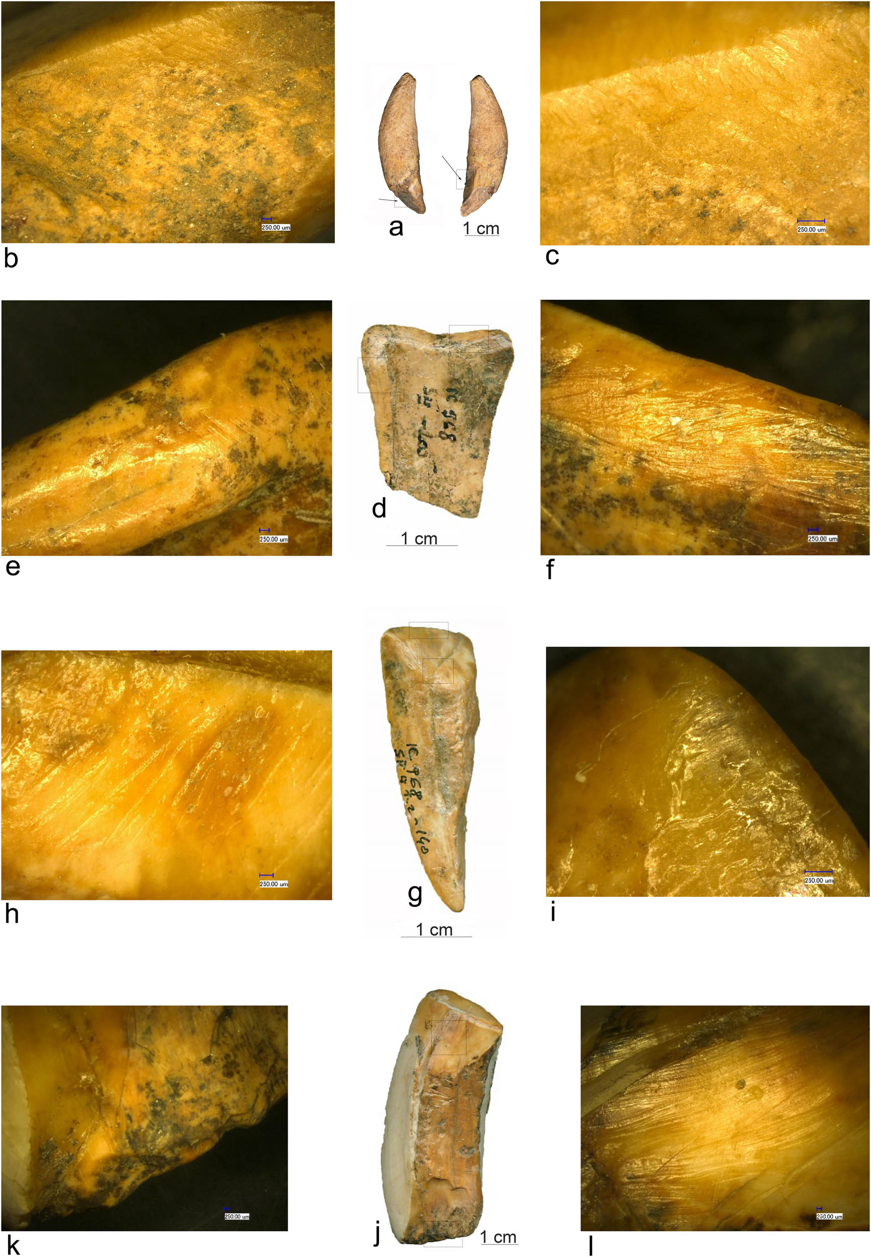 Figure 14
(a) Tooth tool (Schela Cladovei); (b, c, and e) abrasion marks; (d, g, and j) tooth bevelled tools (Icoana); (f, h, and l) scraping marks; (i) active end detail; and (k) basal end detail.