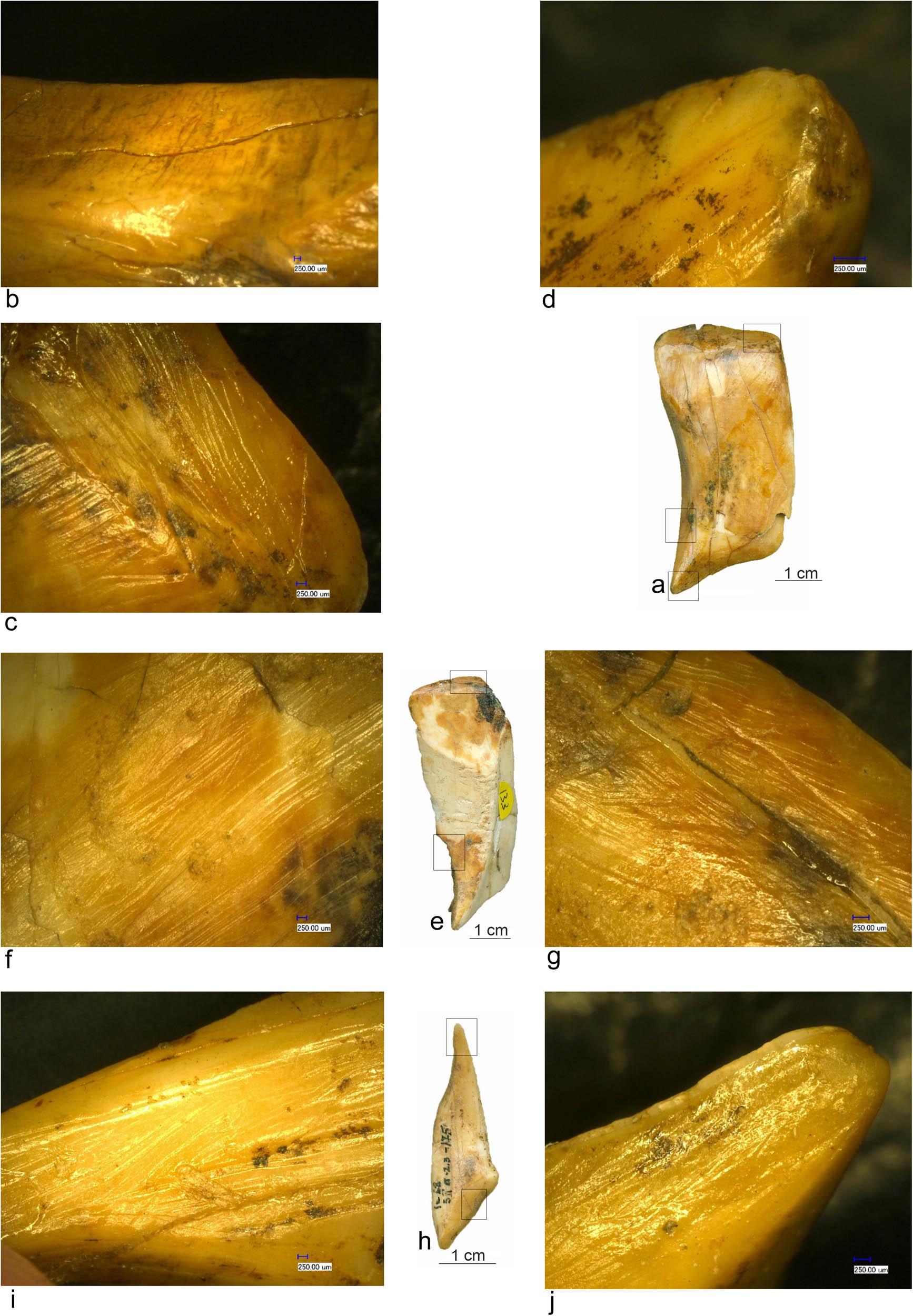Figure 15
(a, e, and h) Tooth combination tools (Icoana); (b) abrasion marks; and (c, d, f, g, i, and j) scraping marks.