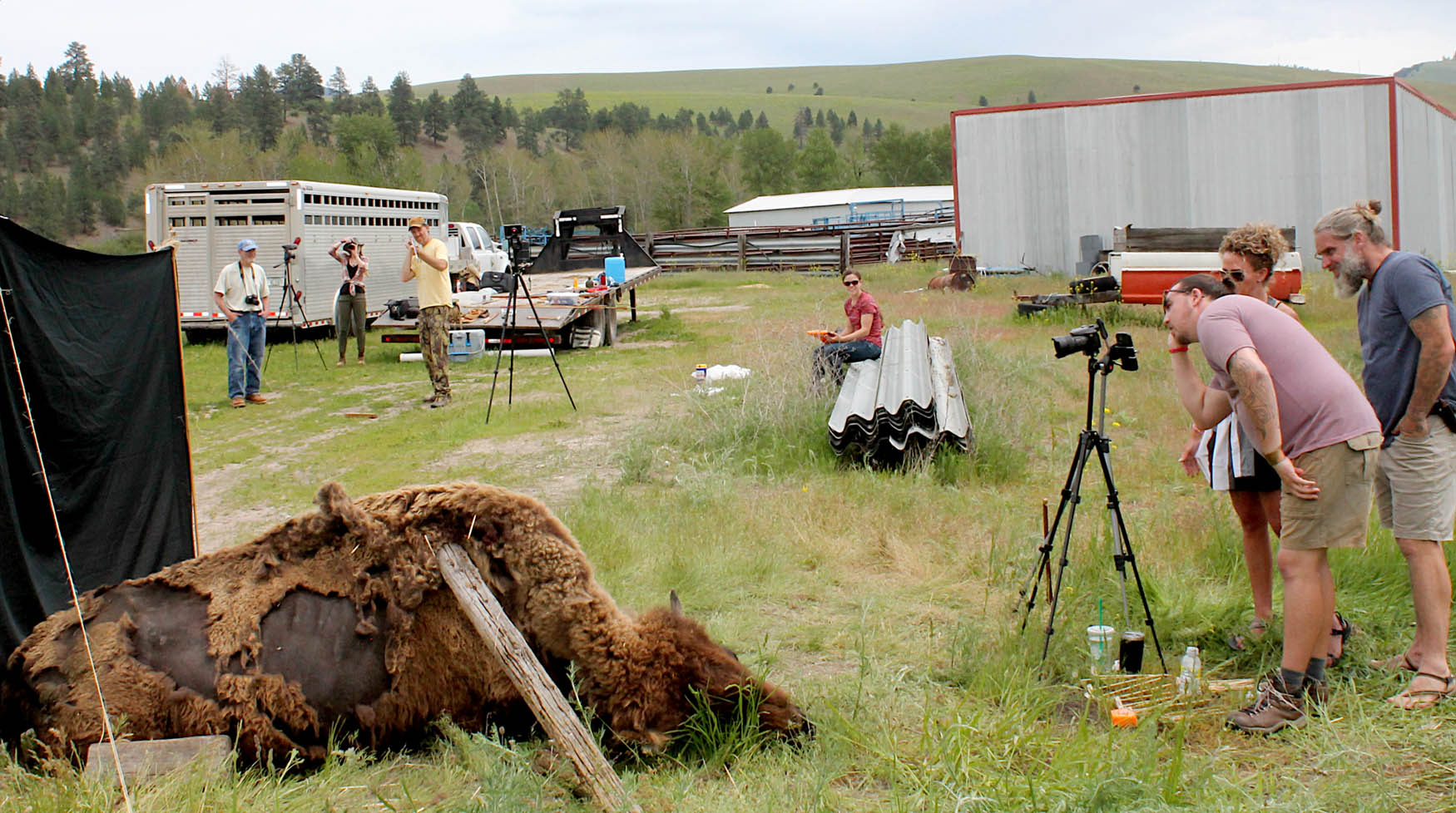 Figure 2
The general layout of a carcass experiment (Bison1). At least 4 participants are needed: to fill the roles of photographer, shooter and flight camera operator, recorder, and velocity camera operator. The latter assists the shooter with measuring penetration and placing shot markers. More hands speed up the process and ensure better results. Photograph by John Whittaker.