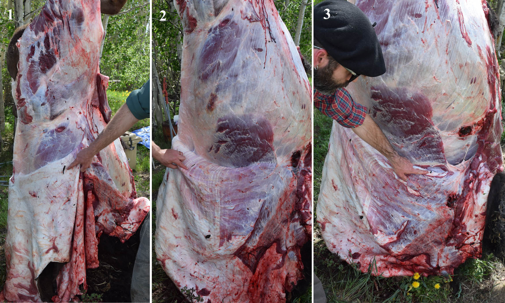 Figure A9
Indicating three locations where skin thickness was measured on Bison2: (1) over the abdomen, (2) over the upper rib cage, and (3) over the rib cage immediately behind the shoulder.