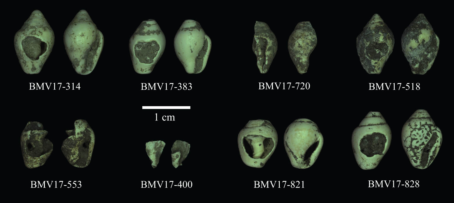 Figure 7
Set of C. rustica from La Baume de Monthiver, excavation 2017.