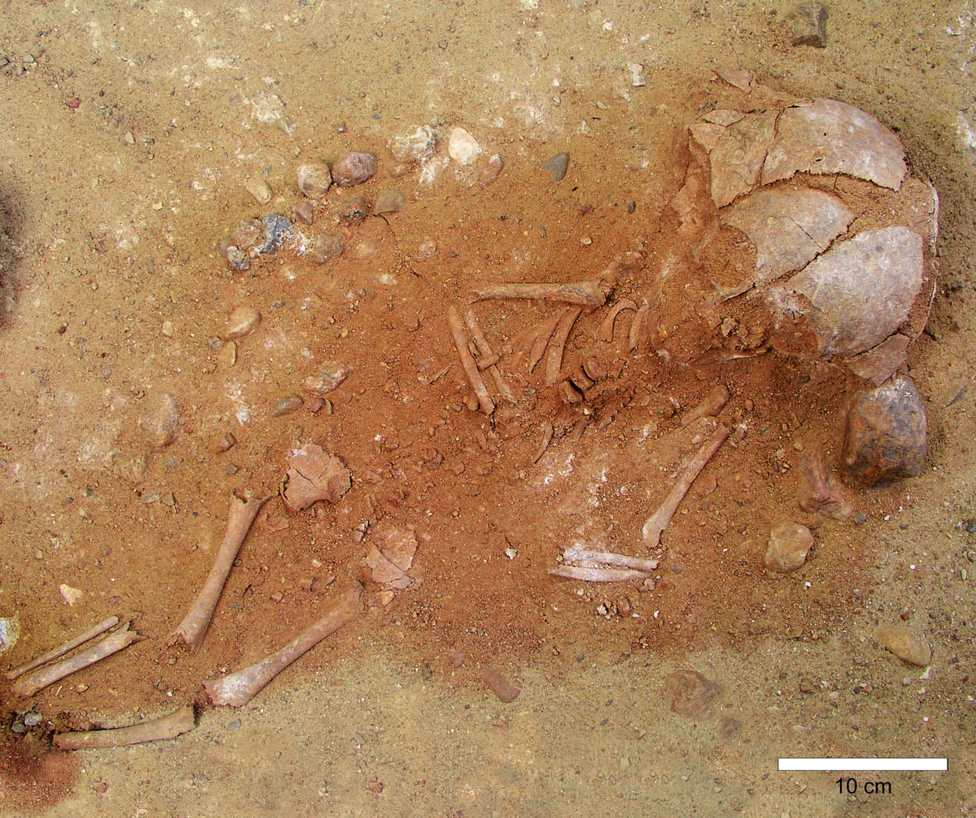 Figure 4
Groß Fredenwalde. Infant burial with ochre (feature 8).