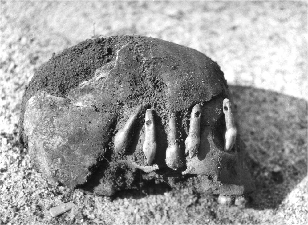Figure 8
Groß Fredenwalde. Skull of child (individual 6) recovered in 1962 with animal tooth pendants (BLDAM/police Templin).