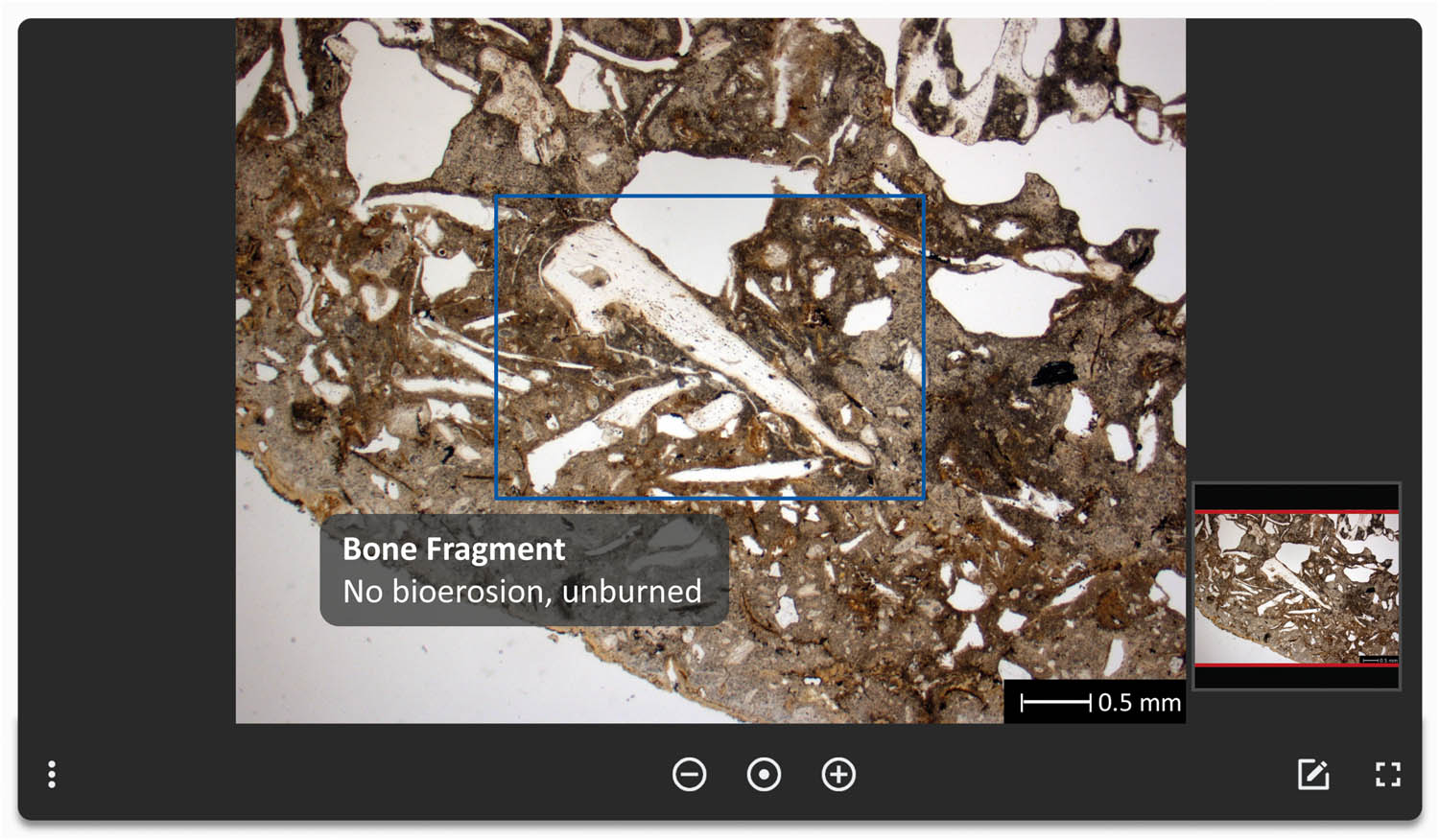 Figure 3
A preview of I-GEOARCHive database showing a microphotograph of a dog coprolite containing an unburned bone fragment without any traces of bioerosion. Annotations with further descriptions can be inserted within the illustration (blue rectangle with description).