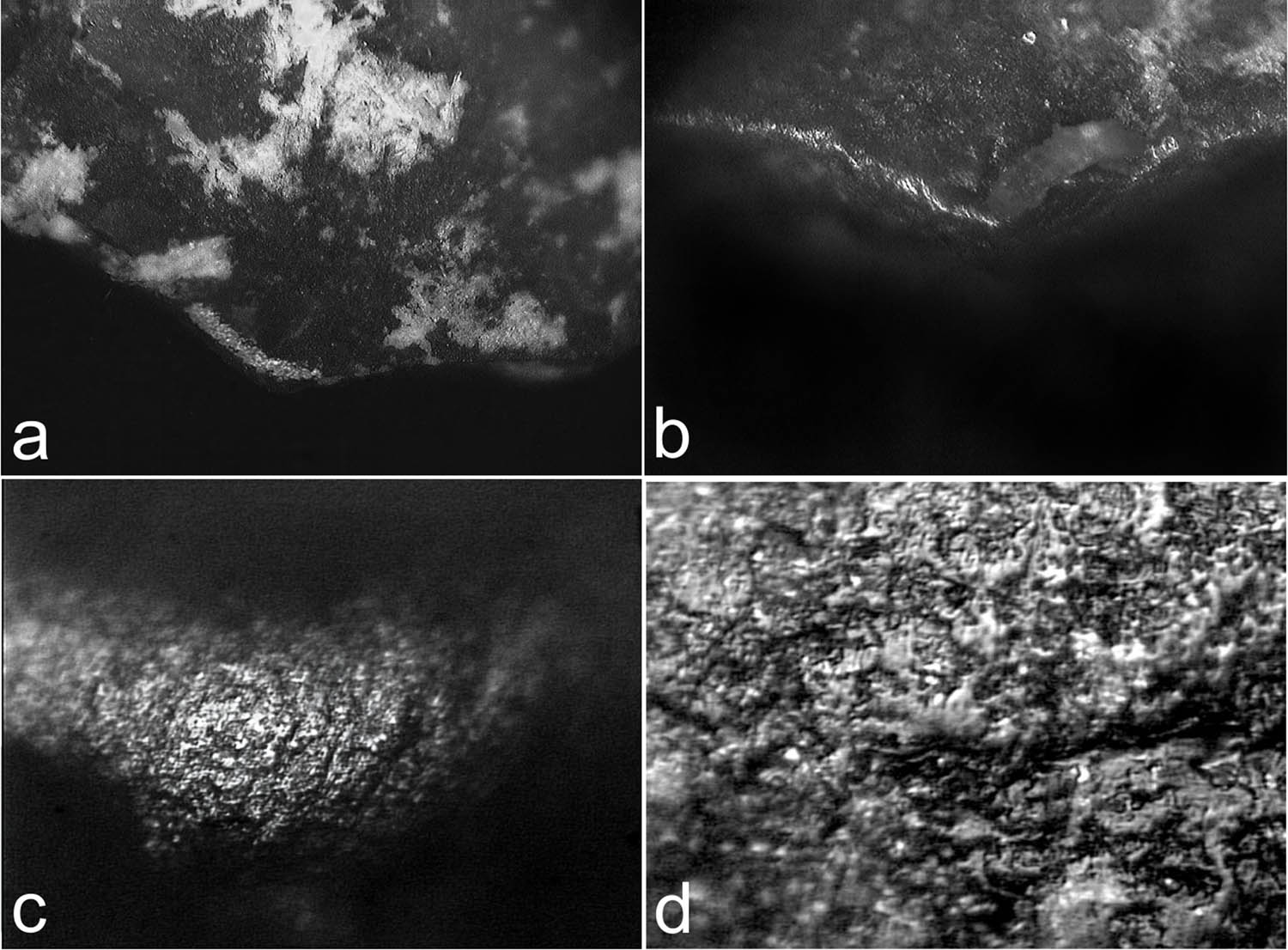 Figure 3
Polishes and residues associated (150×), then 30 min work, of (a) Berberis xylem, artifact No 8. (b) Neltuma bark, artifact No 4. (c) and (d) Micropolish by scrape Neltuma bark – artifact No 10 – and xylem – artifact No 7 –, 300×, from Ciampagna et al., 2020.