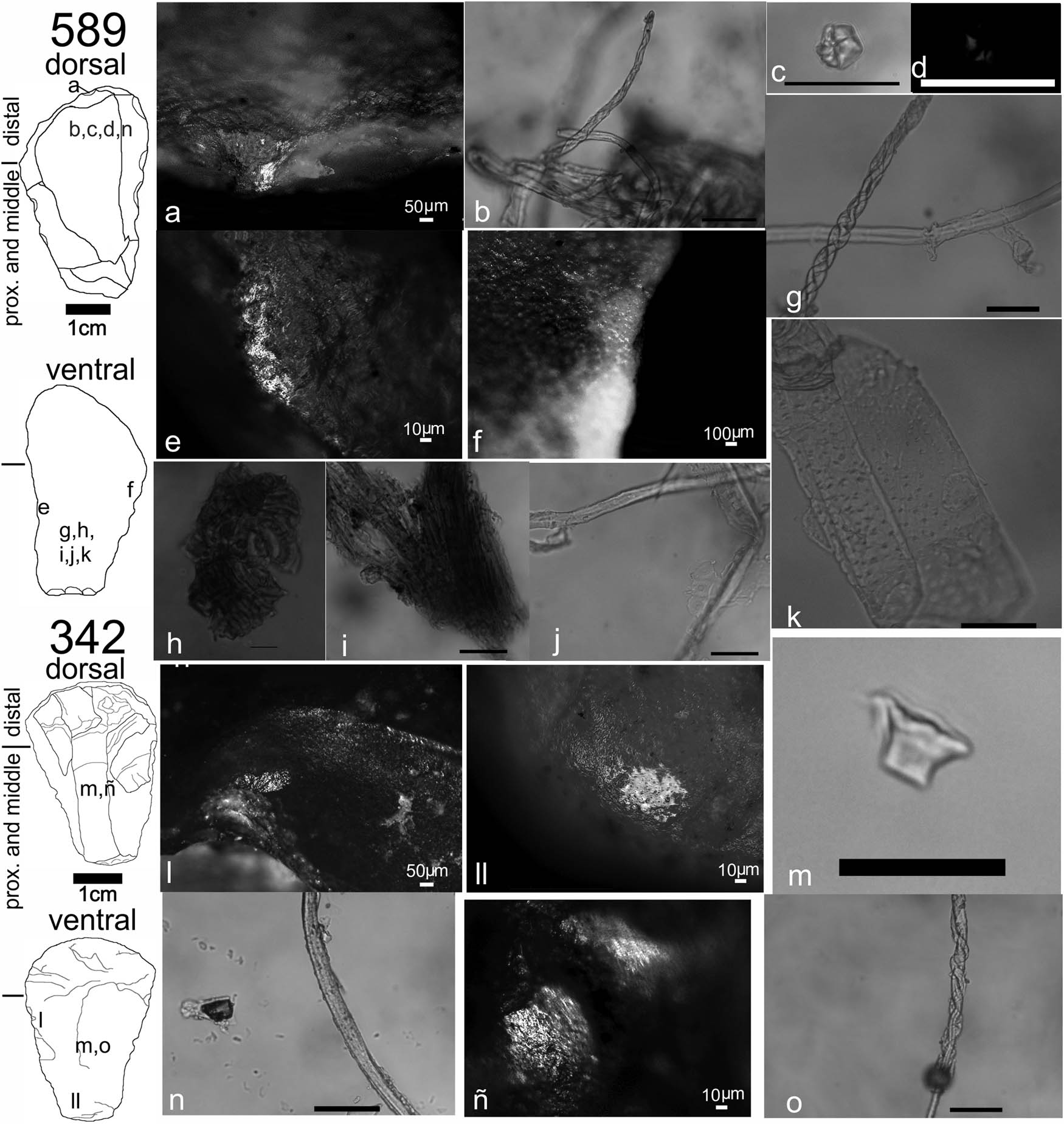 Figure 5
Artifacts 589 and 342, type of evidence and location. (a) polishing point by hard substance, 150×. (b) entangle balls of thin and thick-walled late (compression) wood Trch. of Fitzroya cupressoides or Austrocedrus chilensis. (c) and (d) Neltuma sp. starch grain. (e) bright spots from contact with wood, 300×. (f) polish possibly from friction with mineral particles, 300×. (g) thread of thin and thick-walled latewood Trch. of F. cupressoides or A. chilensis Z twisted, (h) Neltuma sp. stomatal apparatus, (i) mesocarp tissue, (j) A. chilensis Trch. associated with sieve tubes, (k) vessel cane, (l) indeterminate polishing associated with scar, 150×; (ll) resin polishing, 300×; (m) Poaceae rondel silicophytolith, (n) fiber cane; (ñ) wooden polishing, 300×; (o) thread made of two elements F. cupressoides or A. chilensis Trch. (b–d, g, m–n, and o, scale 50 µm).