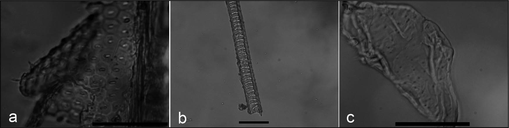 Figure 6
Artifacts 611 and 731. Vessels of (a) cf. Neltuma sp., (b) cf. Nothofagus sp., and (c) cf. Adesmia/Berberis (scale 50 µm).