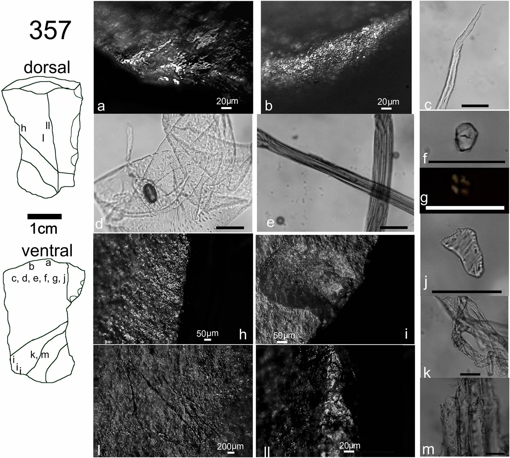 Figure 7
Artifact 357, type of evidence and location. (a) and (b) Polish by scraping wood, 200×. (c) Latewood gymnosperm Trch. (d) cf. Bambusoideae vessel, (e) tendon fascicle, (f) and (g) Neltuma sp. starch grain, (h) Indeterminate generalized polishing, 150×, (i) Scar, 200×, (j) cf. Asteraceae vessel, and (k) thin- and thick-walled late (compression) wood Trch. of F. cupressoides or A. chilensis, (l) sub-parallel striations, 75×, (ll) rounding and polishing on the dorsal ridge, 200×, and (m) crossing field pitting of Austrocedrus chilensis (c–g, j–k, m scale 50 µm).