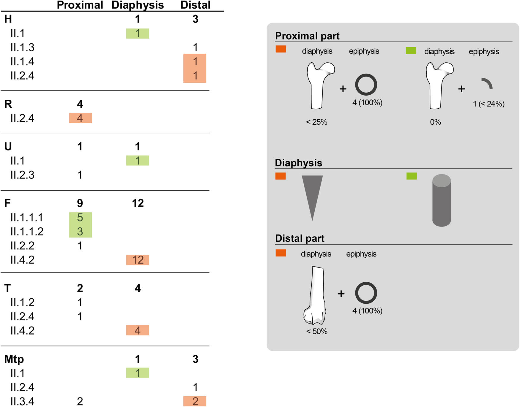 Figure 7
List of the fresh fractures of long bones metapodials from Leporidae and their specific morphotype (follow Real et al., 2022).