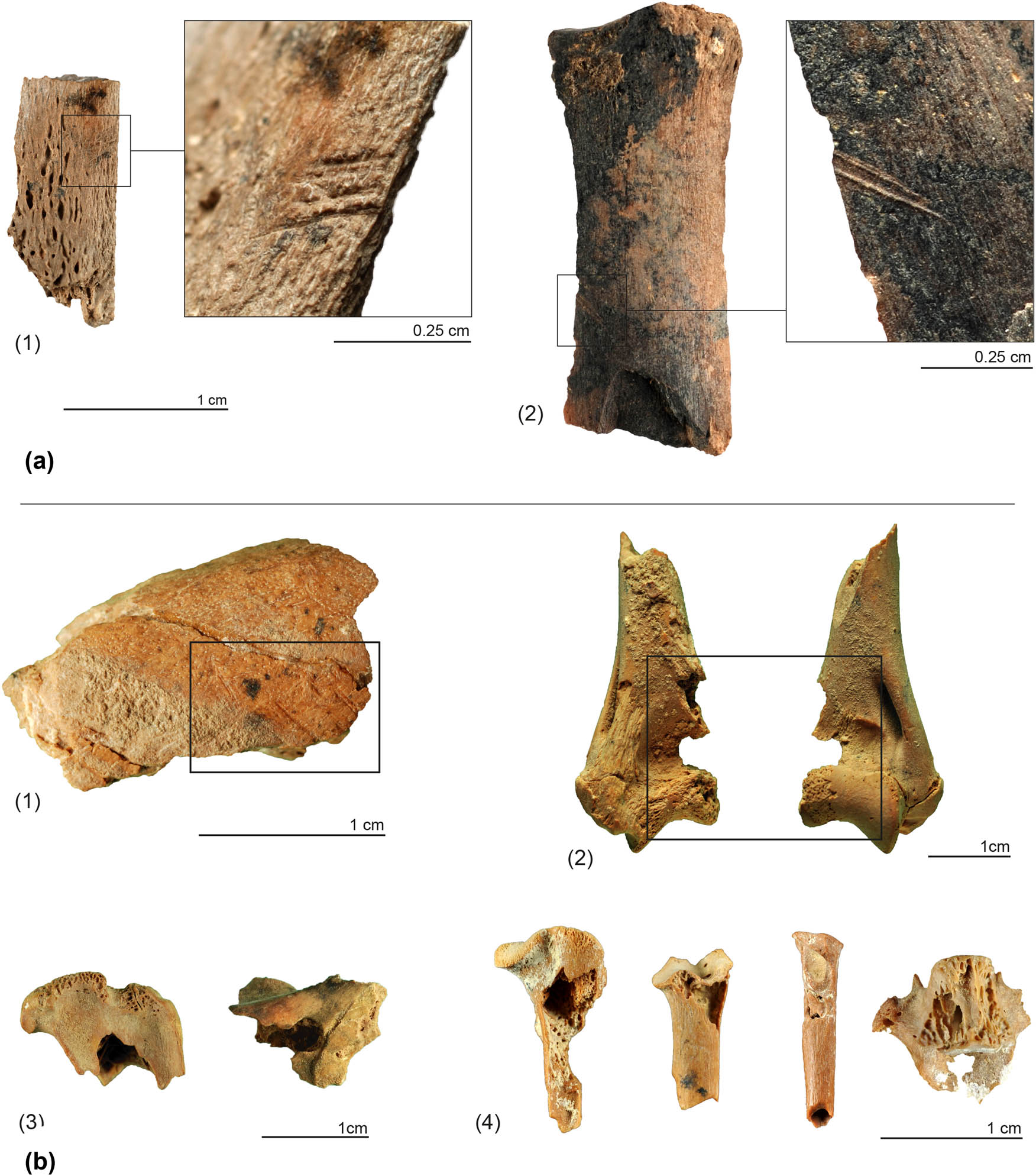 Figure 8
(a) Anthropogenic modifications: cut-marks on Capra pyrenaica ulna (1) and metatarsal (2). (b) Non-anthropogenic modifications: scores on a diaphysis from a medium-sized specimen (1); bone loss on the distal part of a humerus of Felis silvestris (2); notch on a tibia and a coxal of Leporidae (3); digested bones from Leporidae (4).