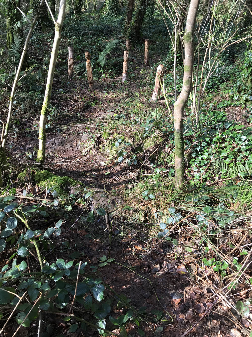 Figure 6 
                  Somewhere in a woodland in West Cork, Ireland: a desire line showing footfall to the figurines (Credit: Ben Gearey, PP).
               