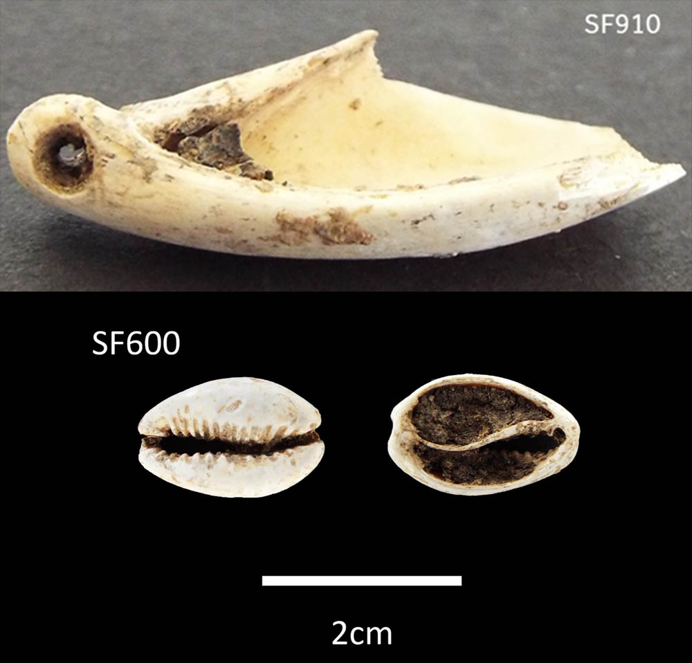Figure 3 
                  Cowries with perforations and embedded with bitumen from Bestansur.
               