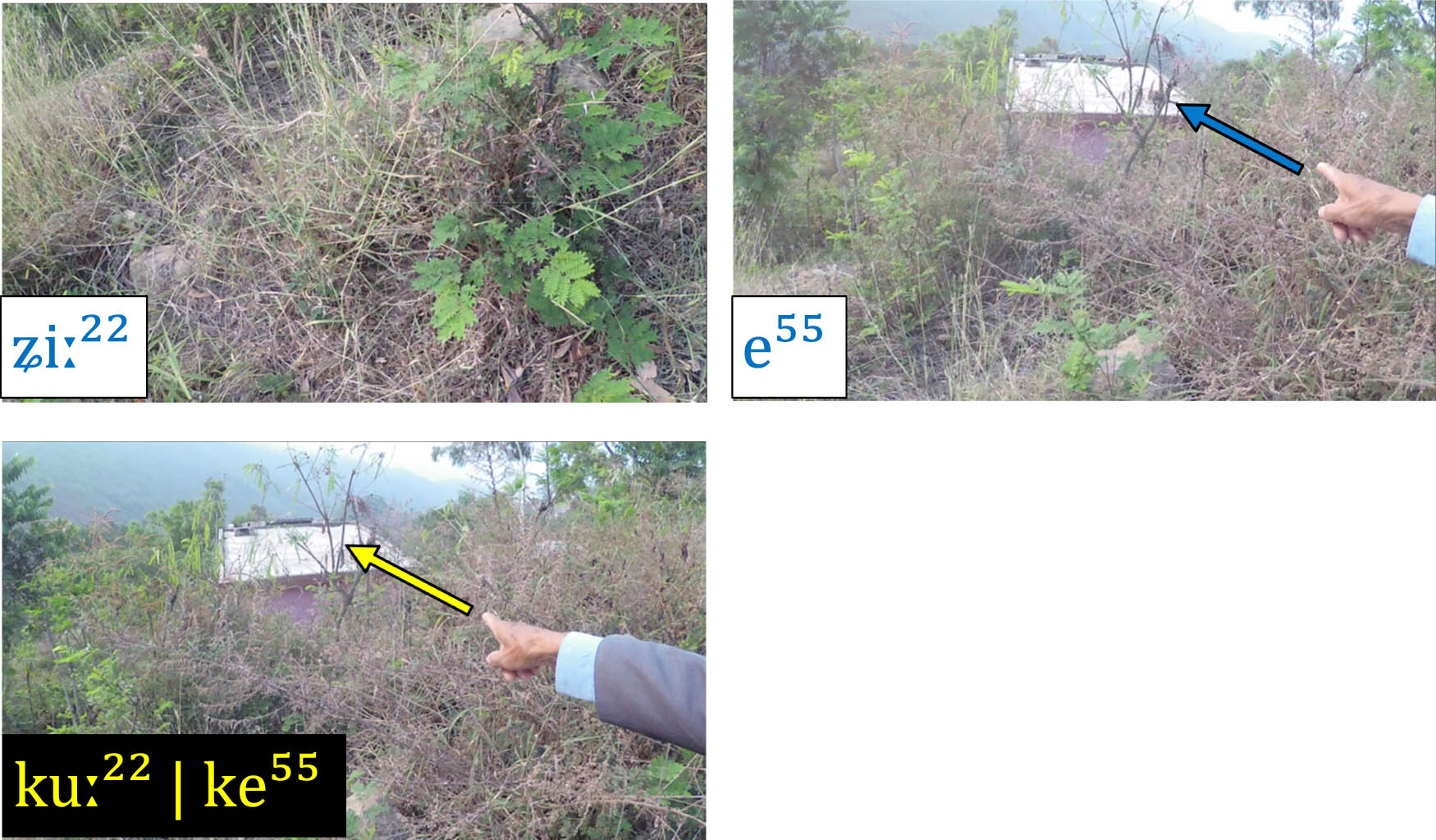 Figure 15 
               Speaker draws attention towards a tree using speaker and downhill deictics.
            