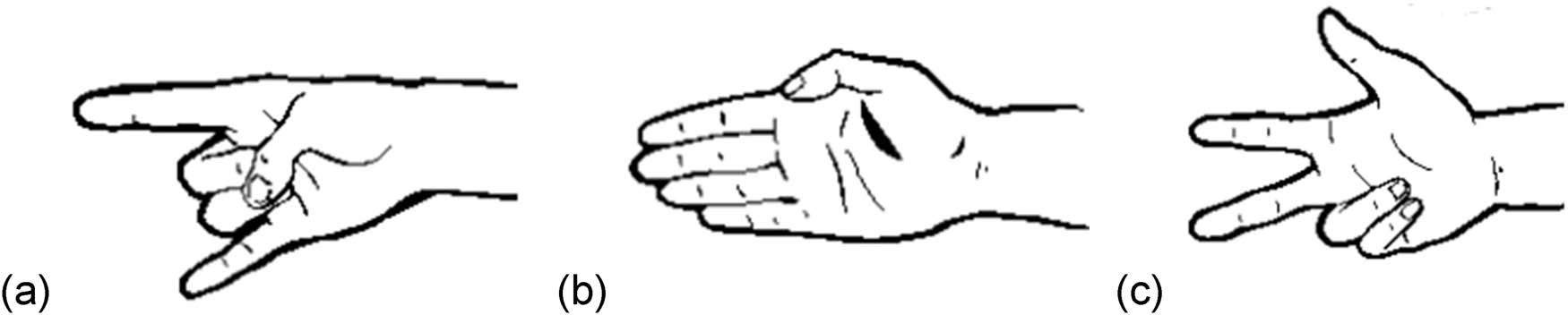 Figure 2 
               Classifier handshapes for a vehicle in (a) RSL (Khristoforova 2017), (b) NGT (Zwitserlood 2003), and (c) ASL (Supalla 1982, 1986).
            