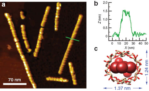 Fig. 10 (a) AFM images of single molecular wires of α·Br grown on a mica surface. (b) The cross-sectional analysis of (a). (c) Dimensions of the cross-section of the one-dimensional α-CD channel in α·Br.