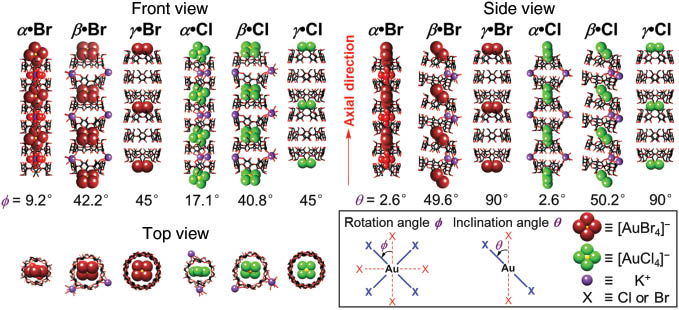 Fig. 11 Bamboo-like single crystal superstructures of α·Br, α·Cl, β·Br, β·Cl, γ·Br, and γ·Cl.