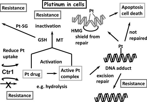 Fig. 7 A schematic representation of cellular processes involving the anticancer drug cisplatin, including resistance mechanisms cells which can make the drug ineffective.