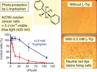 Fig. 9 Photo-protection of PtIV prodrug photo-irradiated living cells by addition of L-tryptophan. Adapted from ref. [51].