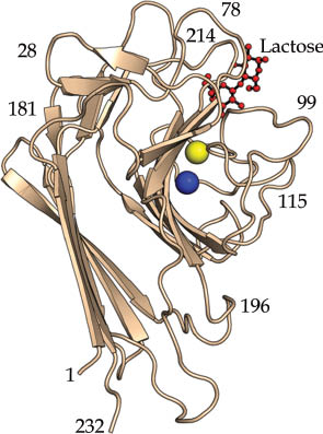Fig. 1 The legume lectin fold as observed in a PNA-lactose complex, prepared using coordinates available in the Protein Data Bank [80] (PDB Code: 2PEL). The blue and yellow spheres represent manganese and calcium ions, respectively. This and the subsequent figures were prepared using PYMOL [81].