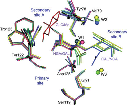 Fig. 10 The extended binding site of jacalin with bound sugars [pink: Gal, black: Me-α-Gal, cyan: Me-α-GalNAc, red: Galβ(1-3)GalNAc, yellow: Galβ(1-3)GalNAc-α-OMe, blue: GalNAcβ(1-3)Gal-α-OMe, green: Gala(1-6)Glc]. Reproduced from ref. [47]. NGA stands for GalNAc and W for water.