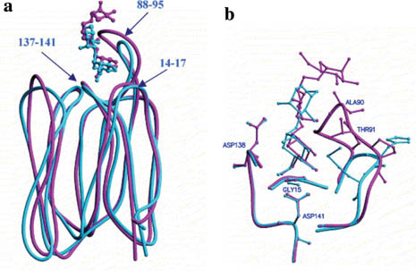 Fig. 11 (a) Structural superposition of heltuba (cyan) on artocarpin (magenta) with bound mannotriose. (b) Sugar-binding sites along with ligands in the two lectins. The third sugar residue is disordered in the heltuba complex. Reproduced from ref. [50].