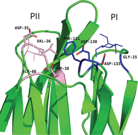 Fig. 12 The primary binding sites PI and PII with bound sugars (Me-α-Man) in banana lectin. Reproduced from ref [82].