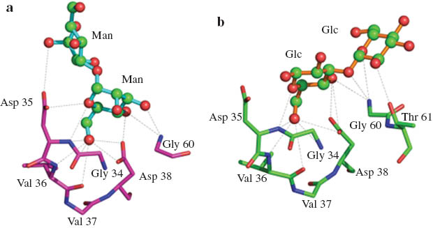 Fig. 13 Interactions of banana lectin with (a) Man α(1-3) Man and (b) Glc β(1-3) Glc at site PII (PDB Codes: 3MIU and 2BNO).
