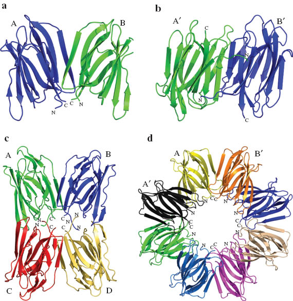 Fig. 14 Quaternary structure in (a) banana lectin (PDB Code: 1X1V), (b) calsepa (PDB Code: 1OUW), (c) artocarpin (PDB code: 1J4S) and heltuba (PDB Code: 1C3K). Adapted from ref. [55].