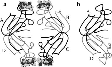 Fig. 16 Quaternary association in (a) snowdrop lectin and (b) garlic lectin. The bound sugar in (a) is a mannose pentasaccharide. Reproduced from ref. [7].