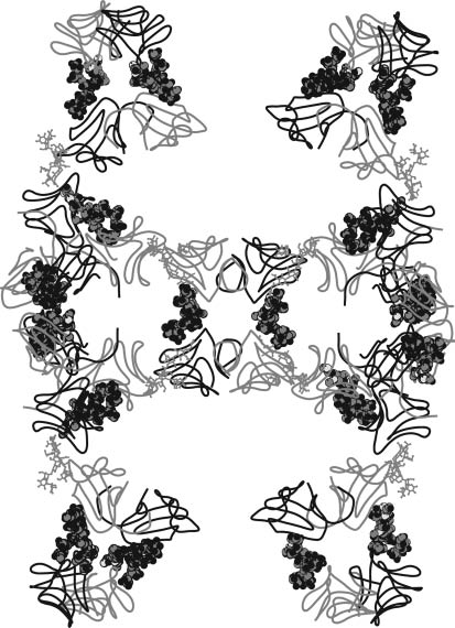 Fig. 17 A lattice-like aggregation starting from the tetramer-like doubly linked pair. The tetramers are linked to each other by a mannose nonasaccharide. Reproduced from ref. [62].