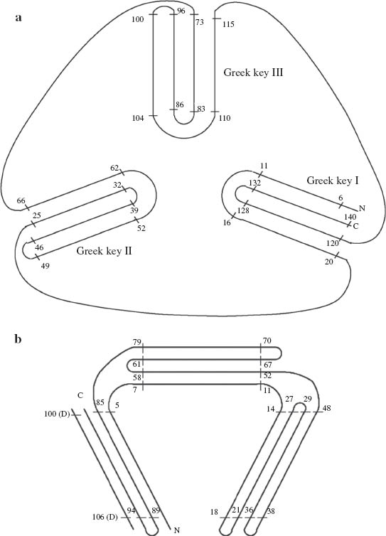 Fig. 18 Schematic representations of the topology of (a) the banana lectin fold and (b) the garlic lectin fold. In (b), the strand from the other subunit involved in swapping to form the complete third Greek key has been labelled as 100(D) to 106(D). Reproduced from ref. [63].