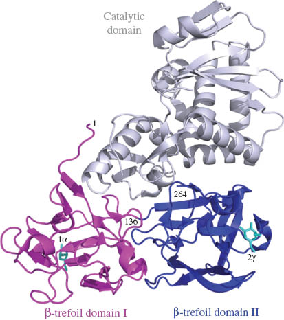 Fig. 19 The structure of SGSL. The catalytic domain and the two lectin domains are colored differently.