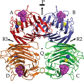 Fig. 2 Structure of PNA (PDB Code: 2PEL). The four subunits are colored differently. The blue and yellow spheres represent manganese and calcium ions, respectively. The bound lactose molecules are shown in magenta space filling representation.