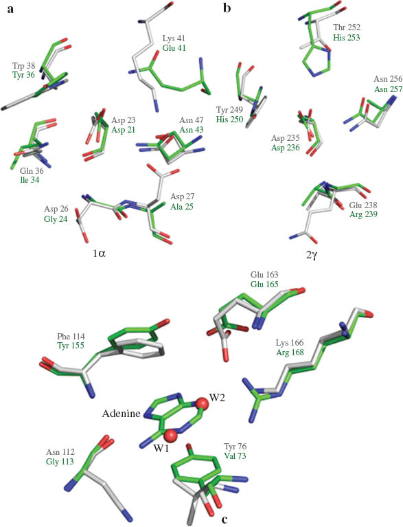 Fig. 20 Superposition of the carbohydrate binding site in (a) 1a and (b) 2γ, of toxic European mistletoe (white) (PDB code: 1PUM) and SGSL (green) (PDB Code: 4HR6). (c) Structural superimposition of the nucleotide-binding site residues of European mistletoe lectin (white) (PDB Code: 1M2T) and SGSL (green) (PDB Code: 4HR6). The mistletoe lectin has a bound adenine. Two water molecules occur in the SGSL structure at sites corresponding to two ring nitrogen atoms of the adenine molecule in the mistletoe lectin structure.