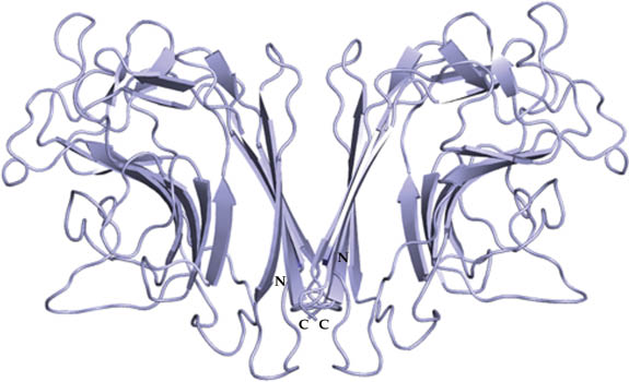 Fig. 3 Structure of WBAI (PDB Code: 1WBL). Figures 4 and 5 present a comparison of the mode of dimerization in WBAI with that in ConA and PNA, each of which is a dimer of dimers.
