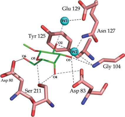 Fig. 6 The binding site of PNA with bound Me-β-Gal (green). W1 and W2 represent water molecules.