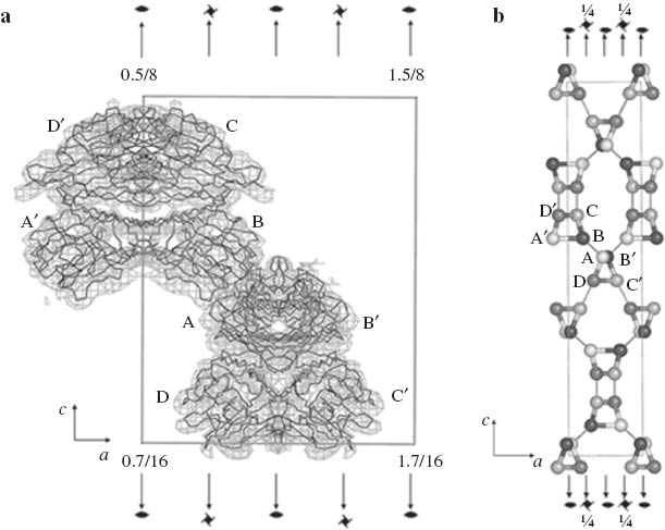 Fig. 7 Electron density for the PNA molecules in its complex with a bidentate ligand and the arrangement of cross linked molecules in the crystal. Reproduced from ref. [24].