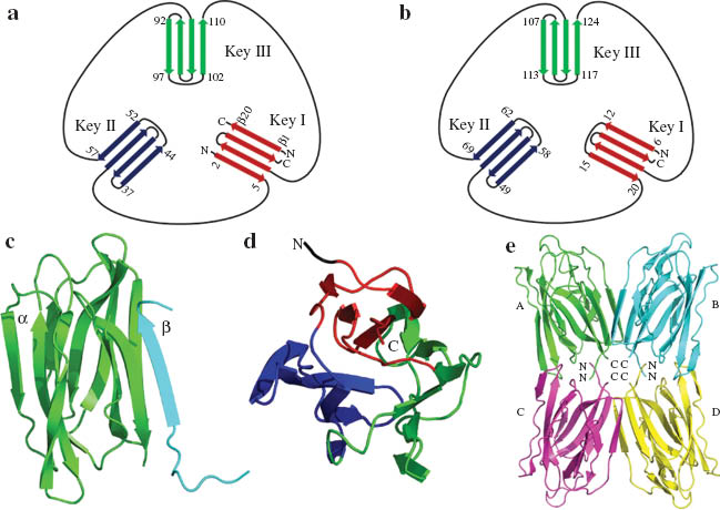 Fig. 8 Topology of the polypeptide chain(s) in (a) jacalin and (b) artocarpin. (c) Side view of the jacalin subunit (PDB Code: 1KUJ) (d) view of the artocarpin subunit down the molecular threefold axis (PDB Code: 1J4S) (e) quaternary association in artocarpin (PDB Code: 1J4S).