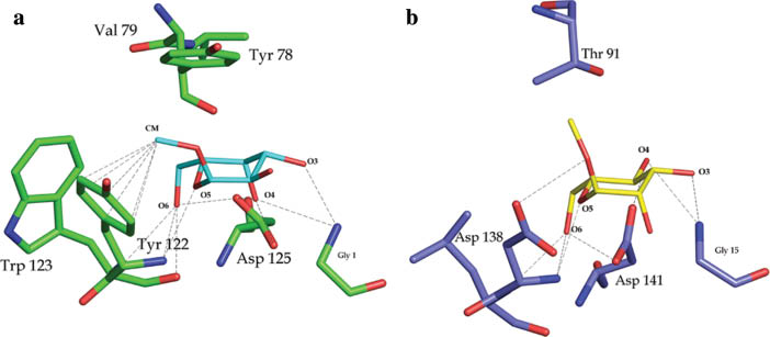 Fig. 9 Sugar binding sites of (a) jacalin (PDB Code: 1JAC) and (b) artocarpin (PDB Code: 1J4U). The bound sugars are Me-α-Gal and Me-α-Man, respectively.