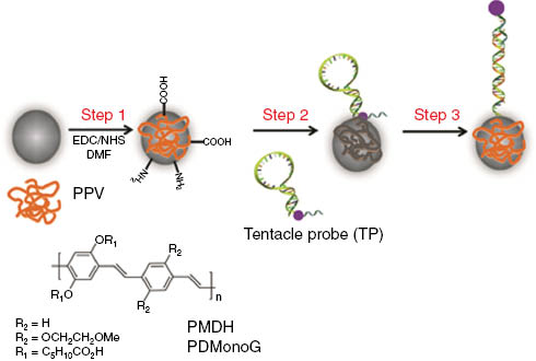 Fig. 1:
Step 1 – PPV is covalently bound to magnetic beads (PPV-MagSi). PPV-MagSi is then immobilized with tentacle probes (TP) modified with BHQ-1 quencher (purple dot) in Step 2 causing quenching of fluorescence from the PPV-MagSi. Step 3 – PPV-MagSi-TP forms duplexes with target ON and increases the distance between the BHQ-1 quencher and the emitting PPV, thereby increasing the fluorescence emission from PPV-MagSi. The structure of PPVs – PMDH and PDMonoG used are also included.