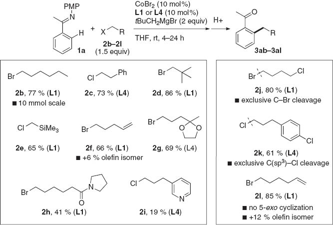 Scheme 2 Scope of primary alkyl chlorides and bromides.