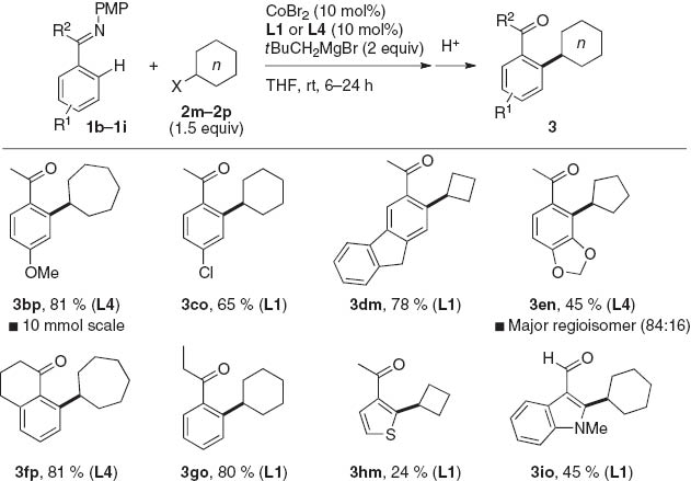 Scheme 4 Ortho-alkylation of various aryl imines with cycloalkyl halides.
