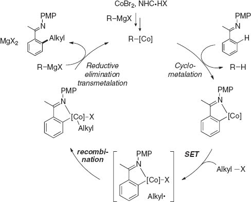 Scheme 6 Proposed catalytic cycle for the cobalt-catalyzed ortho-alkylation.