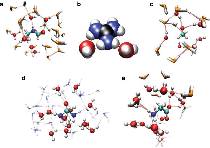 Fig. 3 
          Snapshots obtained from QMCF MD simulations of (a) N-methylformamide, (b) guanidinium, (c) formaldehyde, (d) urea, and (e) glycine.
        