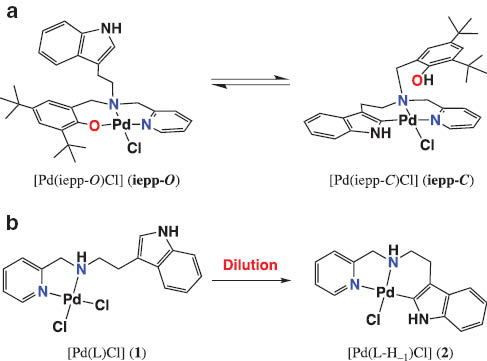 Scheme 1 
          Reversible Pd–indole C2 carbon bond formations: (a) a complex of 2N1O-donor ligand with an indole and phenol moiety; (b) low concentration-favored Pd–C bond formation of the complex with a 2N-donor ligand with an indole moiety.
        