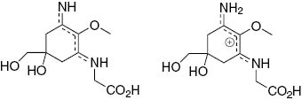 Fig. 5: 
          Molecular structures for neutral (left) and protonated (right) palythine.
        