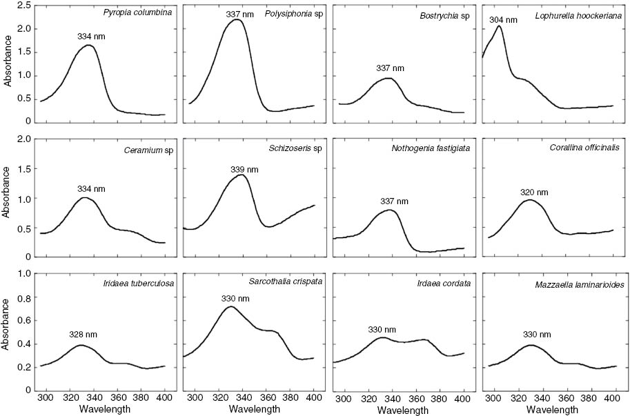 Fig. 1:
Absorption spectra of 100% methanol extracts of different red macroalgal species from the coasts of the Strait of Magellan. Each curve is an average of five measurements.